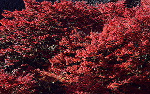 red leaf tree HD wallpaper