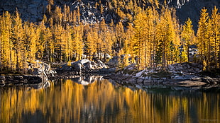 yellow leaves trees, larch HD wallpaper