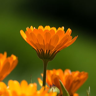 micro lens photography of orange flower HD wallpaper