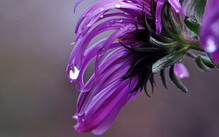 photography of purple flower