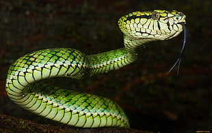 green and white snake, animals, nature, snake, vipers