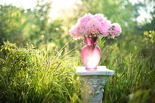 pink Peony on pink glass vase on top of gray concrete pedestal column surrounded with green grasses