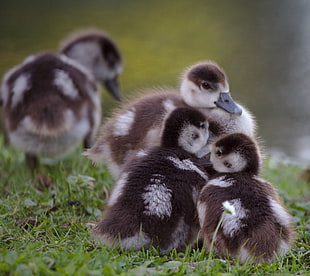 four brown-and-gray ducklings