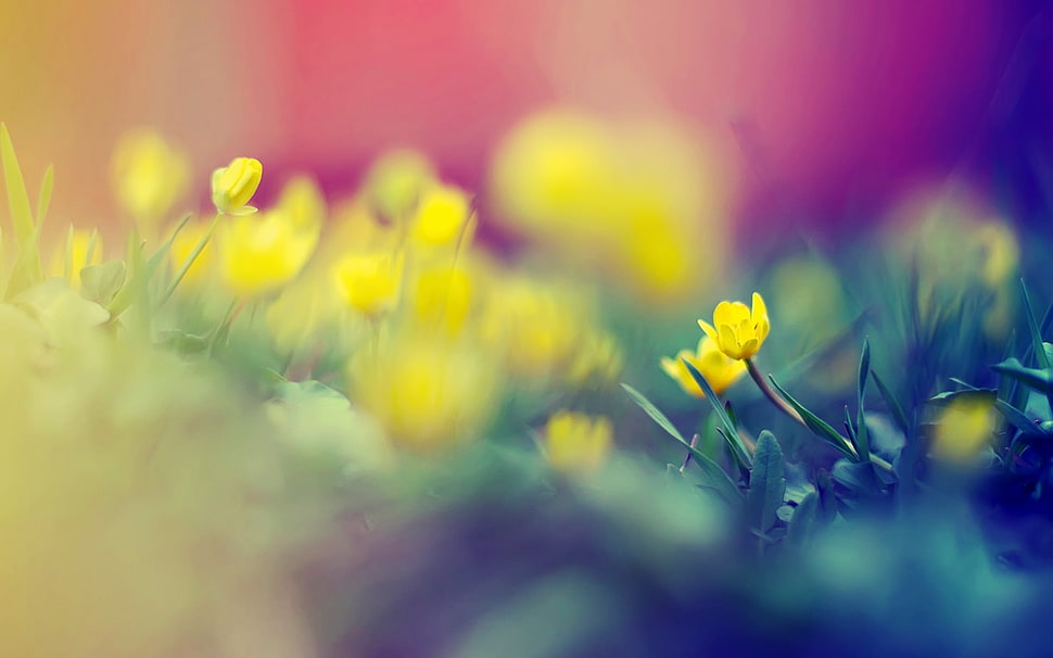 yellow petaled flower with leaves HD wallpaper