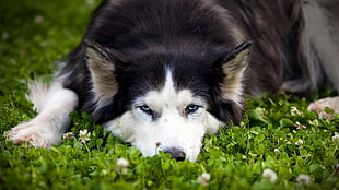 long-coated black and white dog, animals, dog, blue eyes