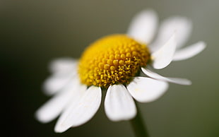 selective focus photography of Oxeye daisy flower HD wallpaper