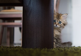photo of orange tabby kitten