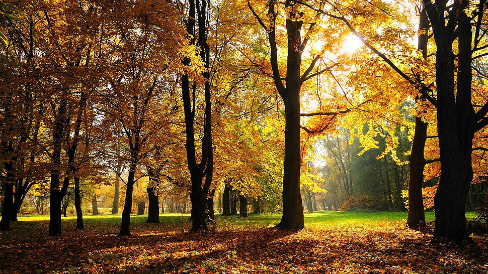 brown and black trees, sunlight, fall, trees HD wallpaper