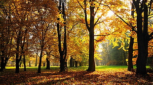 brown and black trees, sunlight, fall, trees