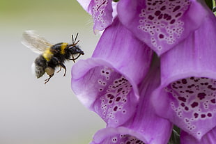 macro photography of bumblebee beside purple petaled flower