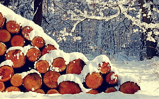 firewood cord, snow, plants, forest