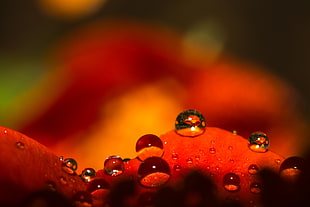 water dew micro photography HD wallpaper
