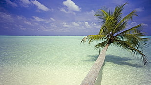 coconut tree, palm trees, beach, landscape HD wallpaper