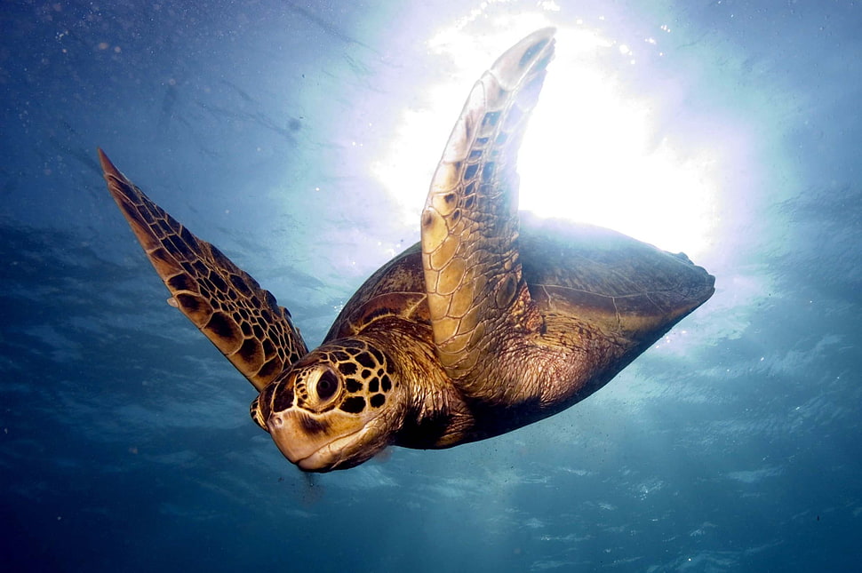photography of tortoise underwater HD wallpaper