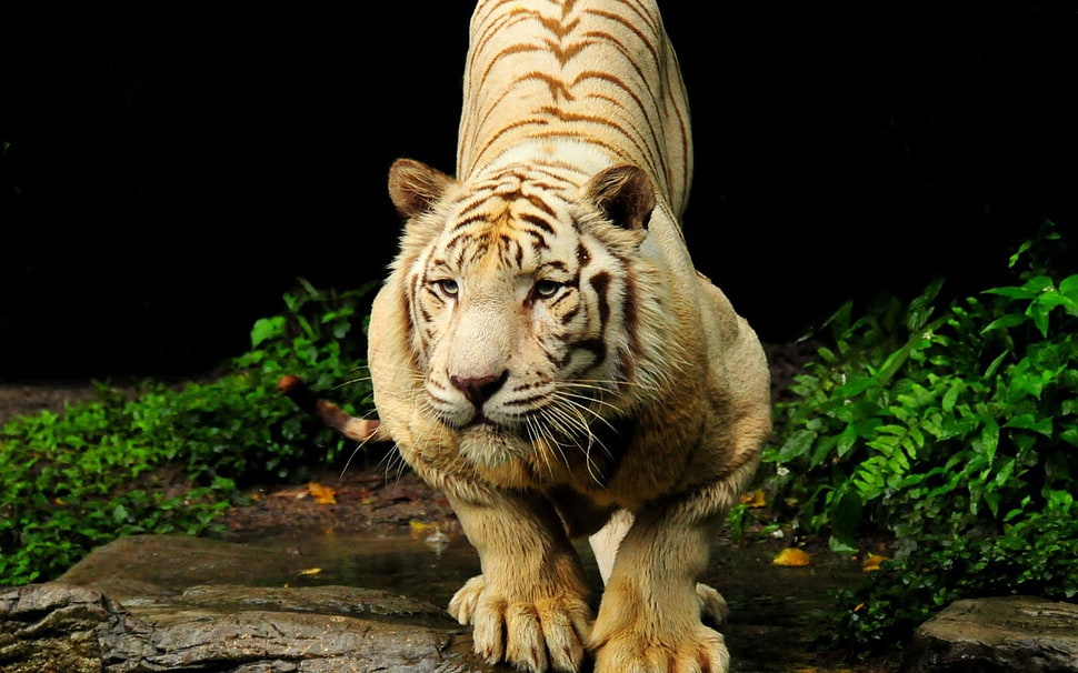 photo of tiger HD wallpaper