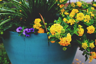 yellow flower on pot