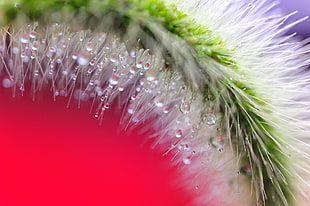 selective focus photography of water droplets