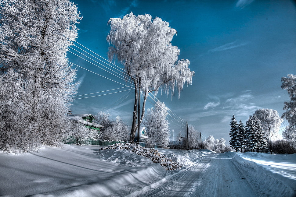 leafed tree filled of snow, winter, Russia HD wallpaper