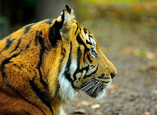 Tiger,  Face,  Eyes,  Profile HD wallpaper