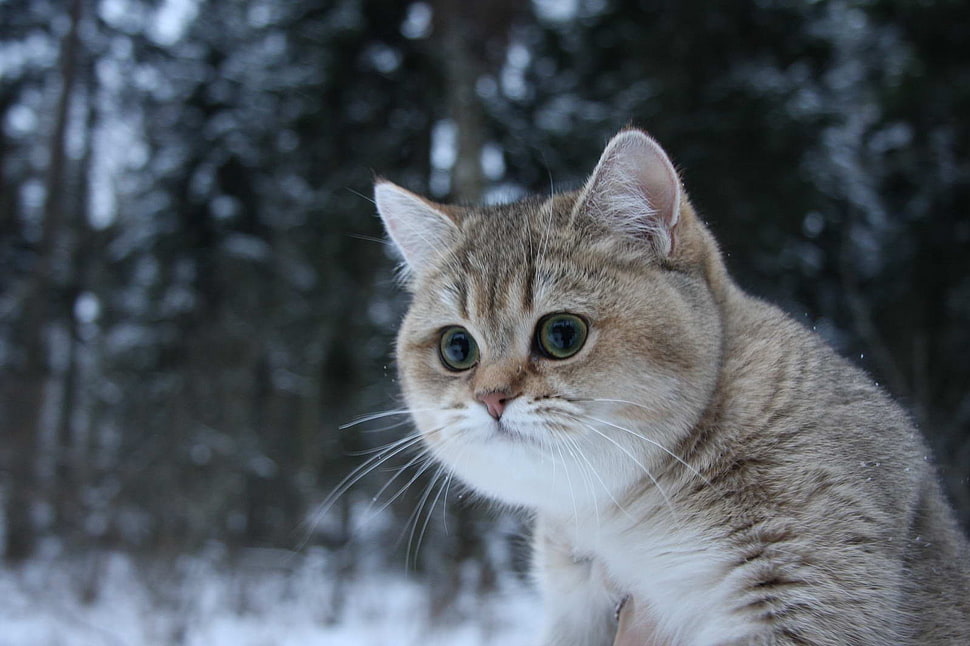gray cat in middle of winter HD wallpaper