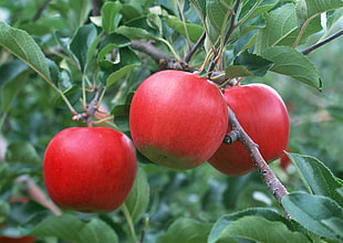 three red apples in tree