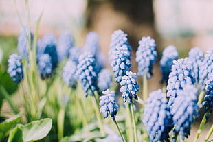 lavender flowers, muscari, plants, blue, flowers