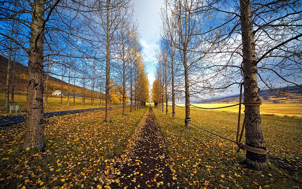 brown bare trees, road, tree stump, trees, nature HD wallpaper