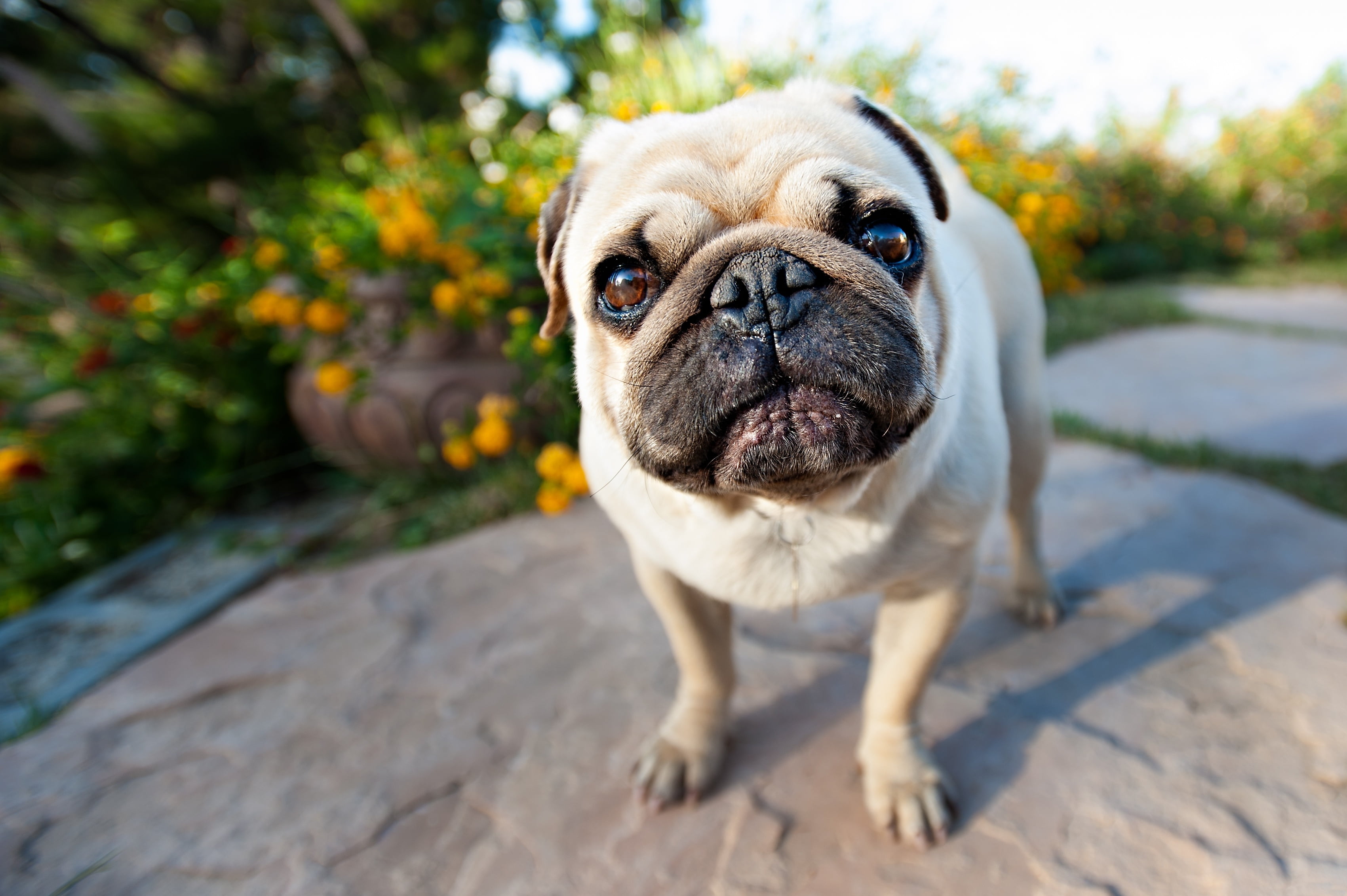 Shallow focus photography of fawn pug