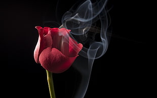 red Rose flower with smoke