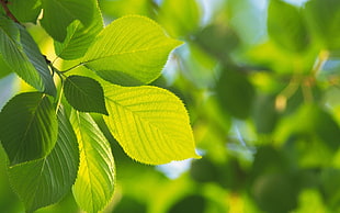 selective focus of green leaves