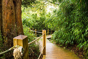 brown wooden hand railing, landscape, nature, Photoshop, overgrown