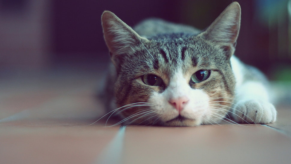 brown and white tabby cat HD wallpaper