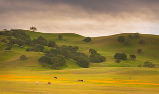 landscape photography of green grasslands HD wallpaper