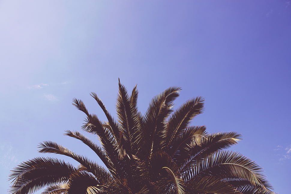 green leaf palm tree HD wallpaper