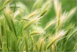 green wheat field shallow focus photography HD wallpaper