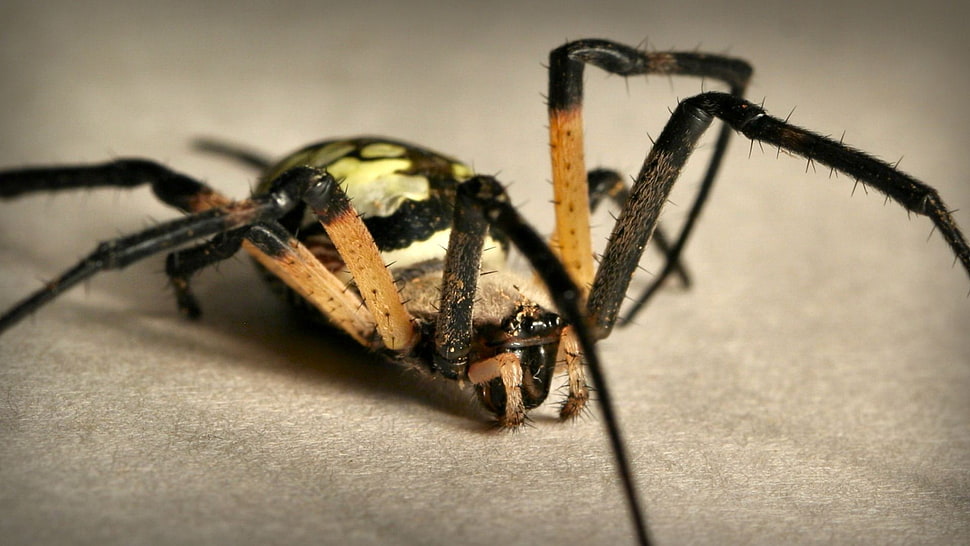 black and brown metal tool, spider, macro HD wallpaper