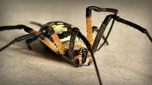 black and brown metal tool, spider, macro