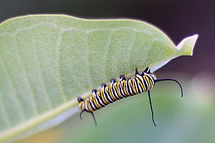 Monarch Caterpillar on leaf macro photography HD wallpaper