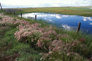 brown wheat near the pond HD wallpaper