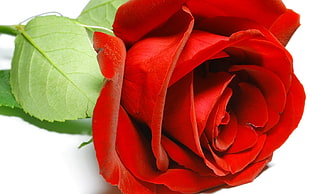 close-up of red rose, nature