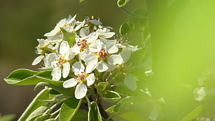 close-up photography of white petaled flowers