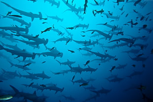 school of hammer head sharks HD wallpaper