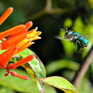 green Honeybee beside red flower in closeup photography, orchid bee, euglossa