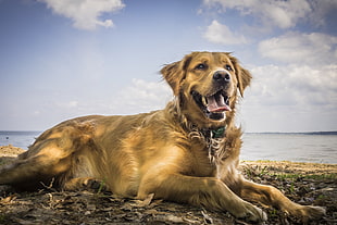 light Golden Retriever dog lying ground on near shoreline during daytime