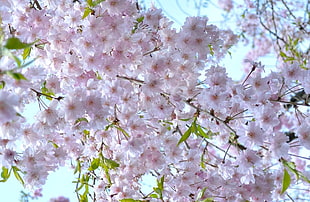 close-up photo of pink petaled flowers HD wallpaper