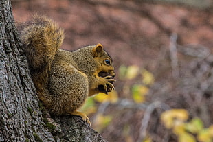 brown squirrel, Squirrel, Nut, Food