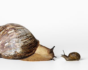 two brown snails on top of white surface