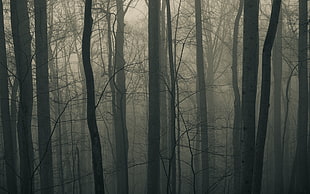 landscape photo of forest with fogs HD wallpaper