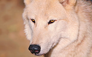 selective focus photography adult beige Siberian Husky