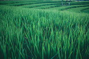 green rice field, Grass, Field, Green HD wallpaper